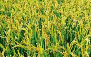 漢兩優(yōu)1622水稻種子簡介，該品種基部葉葉鞘綠色