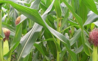 斯達205玉米種子特征特性，栽培密度為畝3800株