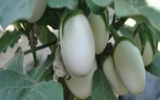 怎么種植蛋樹，浸種晾曬后再播種