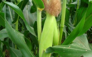 縱橫618玉米種子特點(diǎn)，注意防治瘤黑粉及地下害蟲(chóng)