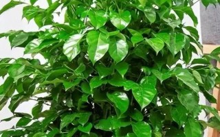 幸福樹的擺放禁忌，不宜擺放在衛(wèi)生間旁