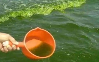 養(yǎng)殖水體中產(chǎn)生水銹怎么辦，在養(yǎng)殖之前就需要進(jìn)行徹底的清塘