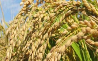 多兩優(yōu)香絲苗水稻種子特點(diǎn)，全生育期136.3天