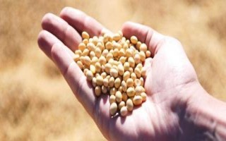 合農(nóng)113大豆種子簡(jiǎn)介，該品種為有限結(jié)莢習(xí)性