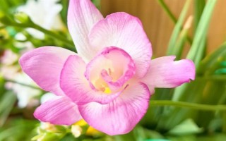 香雪蘭的花語，寓意純潔、幸福等