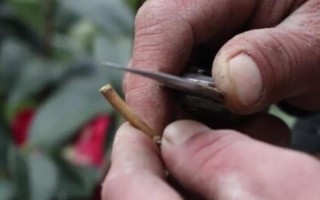 茶花是如何嫁接的，通常在6月份或者7月份進(jìn)行