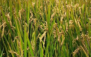 夢兩優(yōu)827水稻品種簡介，全生育期119.3天
