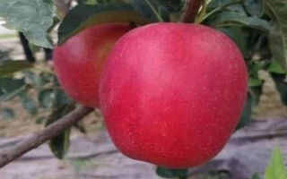 響富蘋果品種簡介，其優(yōu)質(zhì)果率高達90%以上