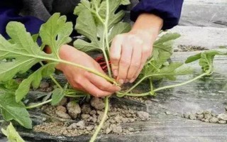 西瓜整枝打杈留瓜的方法，留瓜通常選擇在第二、三雌花處