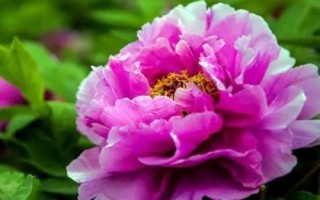 牡丹花的花語及象征意義，有富貴吉祥之意