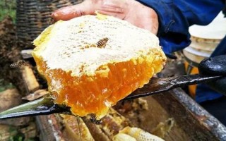 百花蜜和椴樹蜜哪個(gè)更好，相同條件下百花蜜明顯要優(yōu)于椴樹蜜