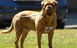 有哪些短毛大型犬，包括大丹犬、杜賓犬、羅威納犬等品種