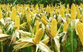 德單166玉米種子特征特性，中等肥力以上地塊種植