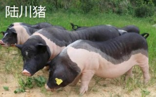 豬有哪些品種，包括杜洛克、成華豬、大白豬、長白豬等種類