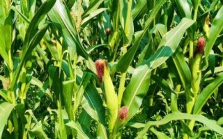 天玉1619玉米品種的特性，防治地下害蟲