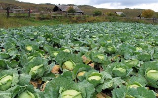 種植包菜的成本與利潤，一畝地需投入2000元左右