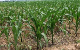 華豐538玉米種子簡介，適宜密度為4500株/畝左右