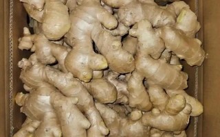 黃姜怎么種植，施入基肥再開溝播種