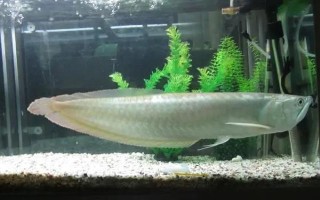 怎么給銀龍魚喂食，建議每天投喂三至四次