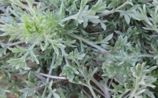 茵陳怎么種植，可按照25厘米的株距開溝播種
