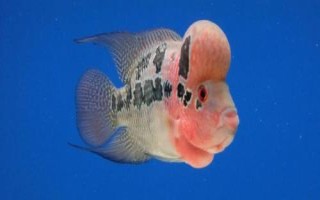 羅漢魚養(yǎng)一個月可以長多大，不同時期增長速度不同