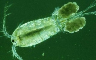 鳙魚的食物，主要吃浮游植物、浮游動(dòng)物