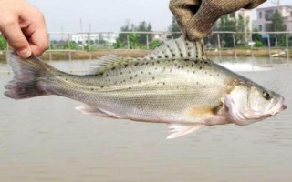 海鱸魚的價格，批發(fā)價格一般10-15元一斤