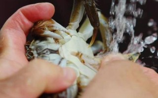 螃蟹的清洗方法，因種類、做法等不同而不同