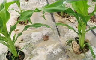 怎么用地膜種玉米，育苗移栽需要先栽苗再覆膜
