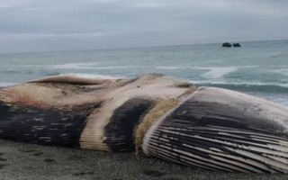 什么是鯨落，是指鯨魚死亡后落入深淵或洋盆中