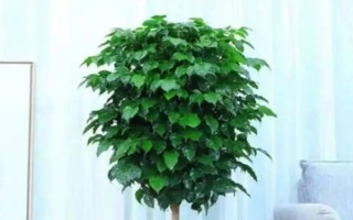 室內(nèi)幸福樹幾天澆一次水，每隔10-12天澆一次水