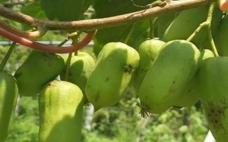 軟棗獼猴桃的種植技術(shù)，一般采用硬枝扦插方法進行育苗