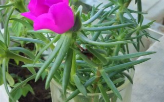 太陽(yáng)花水培可以活多久，太陽(yáng)花可以水培一年以上