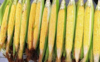 宏博691玉米品種簡介，4月末-5月初播種