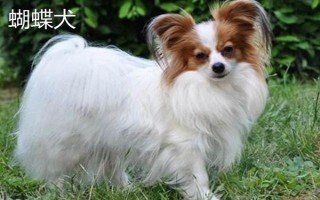 有哪些短毛大型犬，包括大丹犬、杜賓犬、羅威納犬等品種