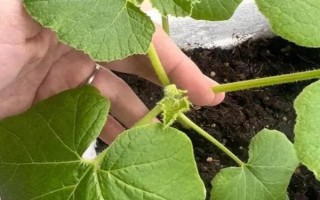 南瓜開花但是不結(jié)果怎么辦，可以適時摘心、疏密處理