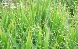 什么草草魚(yú)喜歡吃，以植物根莖、枝葉、果實(shí)等為食