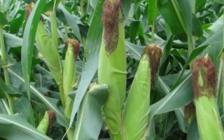 登海618玉米種子介紹，3月下旬播種