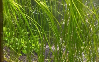 養(yǎng)錦鯉的魚缸養(yǎng)什么植物好，可以養(yǎng)苦草、卷葉龍須草等