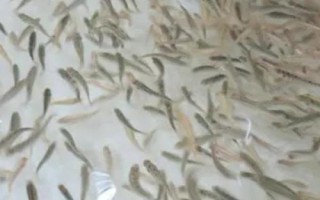 赤眼鱒魚苗能長多大，最大可長至4-5斤