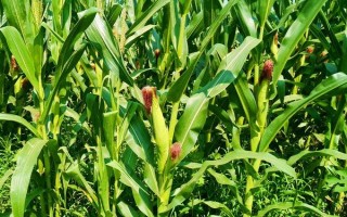 恩白玉2號（試驗名稱：恩白玉2號）玉米品種的特性，兩年區(qū)試平均生育期128天