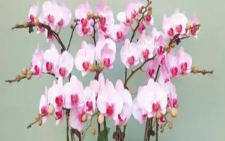 蝴蝶蘭冬季放在哪里合適，放在室內(nèi)即可