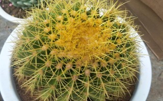 仙人球種多久才可以開花，種2-3年的時候，就可以開花
