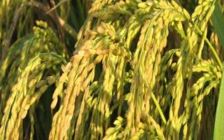 河農(nóng)絲占水稻種子介紹，晚造7月中旬播種