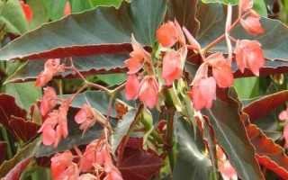 秋海棠幾月份開花，花期一般在7月份
