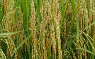 野香優(yōu)2998水稻種子特點(diǎn)，北部地區(qū)2月中旬前播種