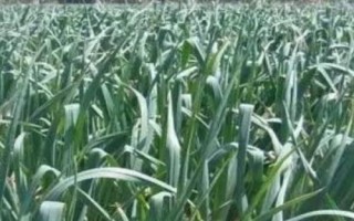種植大蒜怎么進(jìn)行水肥管理，施肥原則為基肥為主、追肥為輔