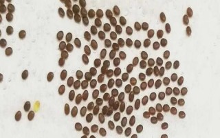 蠶卵怎么保存到第二年，可通過冷藏進(jìn)行保存