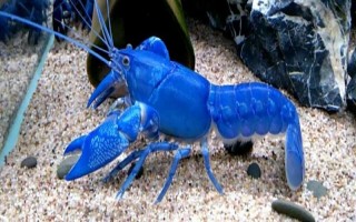 天空藍魔蝦吃什么，可以喂人工蝦糧、紅蟲、水蚯蚓等