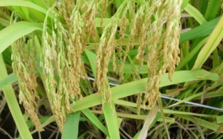 野香優(yōu)巴絲水稻種子特點(diǎn)，全生育期121.2天